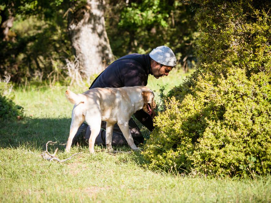 Κυνήγι Τρούφας στα Μετέωρα