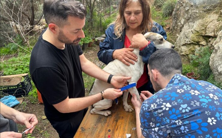 Ο κτηνίατρος Λάζαρος Καρανάσιος ταξίδεψε στην Ικαρία με ομάδα εθελοντών για την στήριξη αδέσποτων ζώων