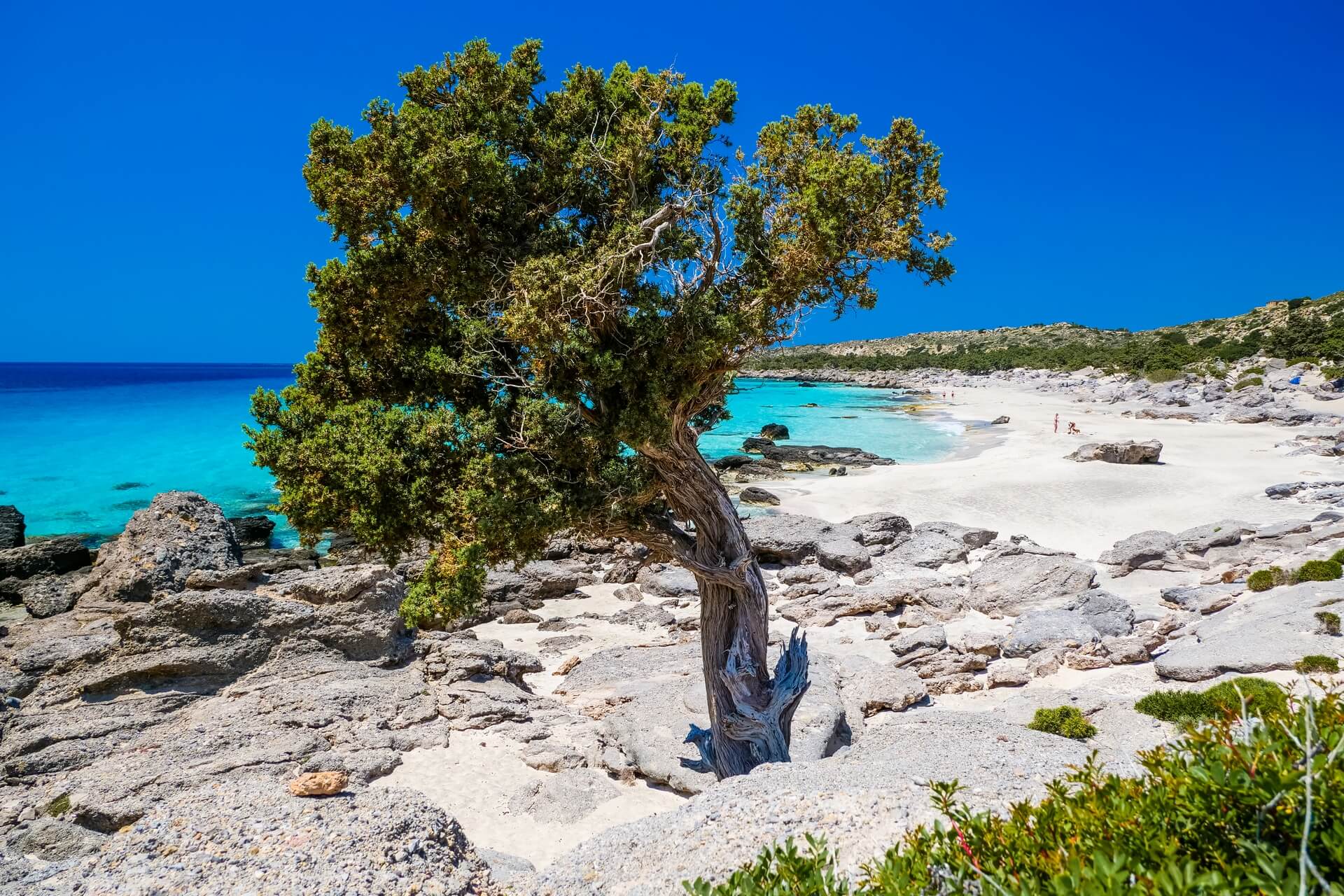 Κεδρόδασος Χανίων: Ταξίδι στον παράδεισο της ΚρήτηςΠηγή φωτογραφίας; https://www.allincrete.com/